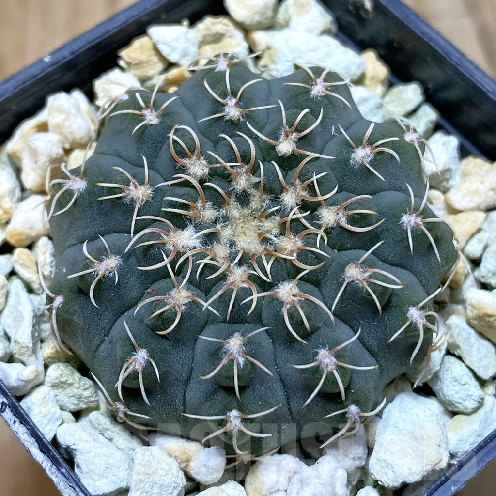 SH13032 Gymnocalycium stellatum VG 283