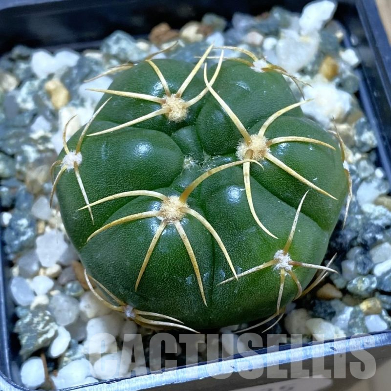 SH13035 Gymnocalycium denudatum ‘Kaiomaru’, seedling -Japan-