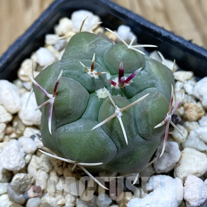 SH13036 Thelocactus hexaedrophorus PH 63