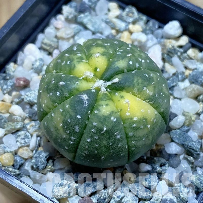 SH13037 Astrophytum asterias f. variegata