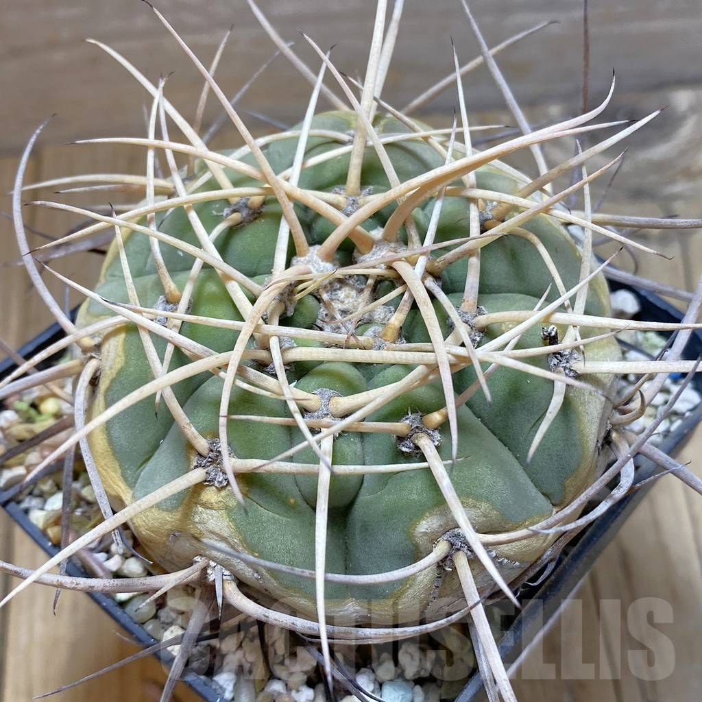 SH12987 Gymnocalycium cardenasianum v. pseudoarmatum VOS 999, old 12 years