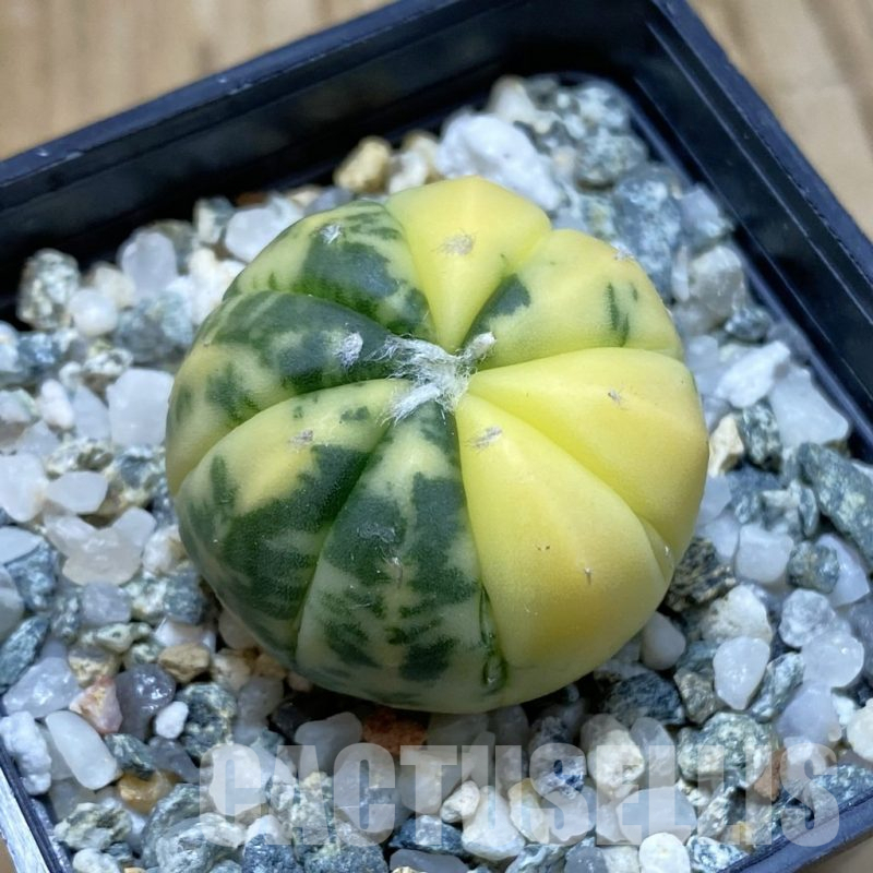 SH13038 Astrophytum asterias f. variegata