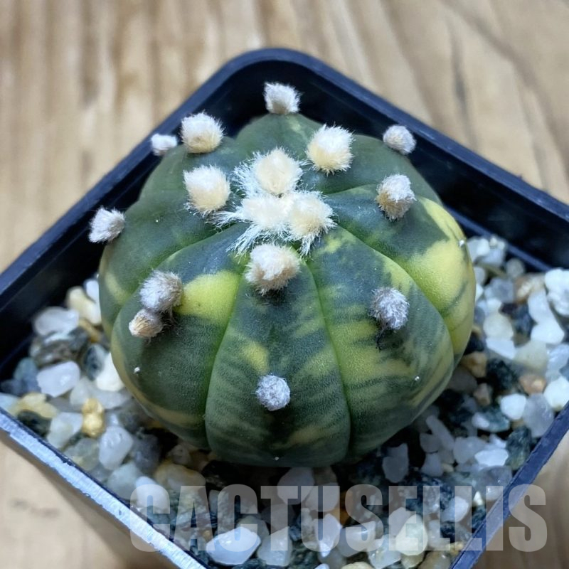 SH13041 Astrophytum asterias 'Ooibo' f. variegata