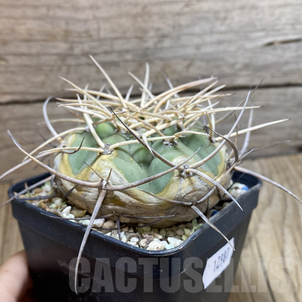 SH12987 Gymnocalycium cardenasianum v. pseudoarmatum VOS 999, old 12 years - Image 2