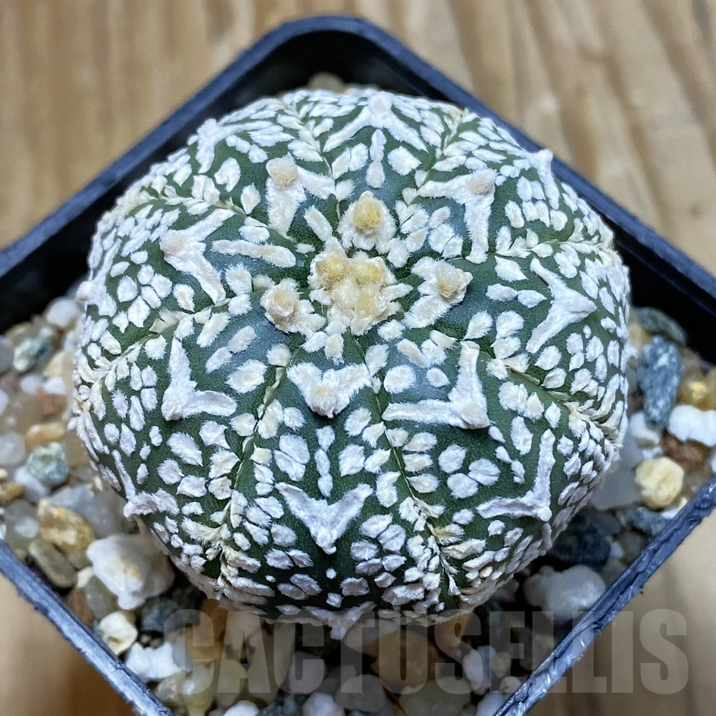 SH13043 Astrophytum asterias 'Super Kabuto' V-type