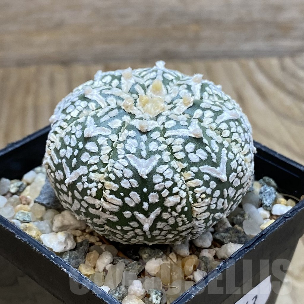 SH13043 Astrophytum asterias 'Super Kabuto' V-type – Image 2