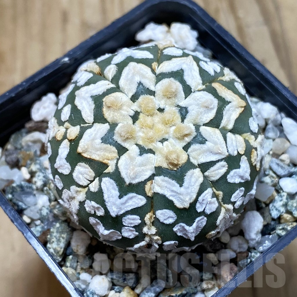 SH13044 Astrophytum asterias 'Super Kabuto' V-type