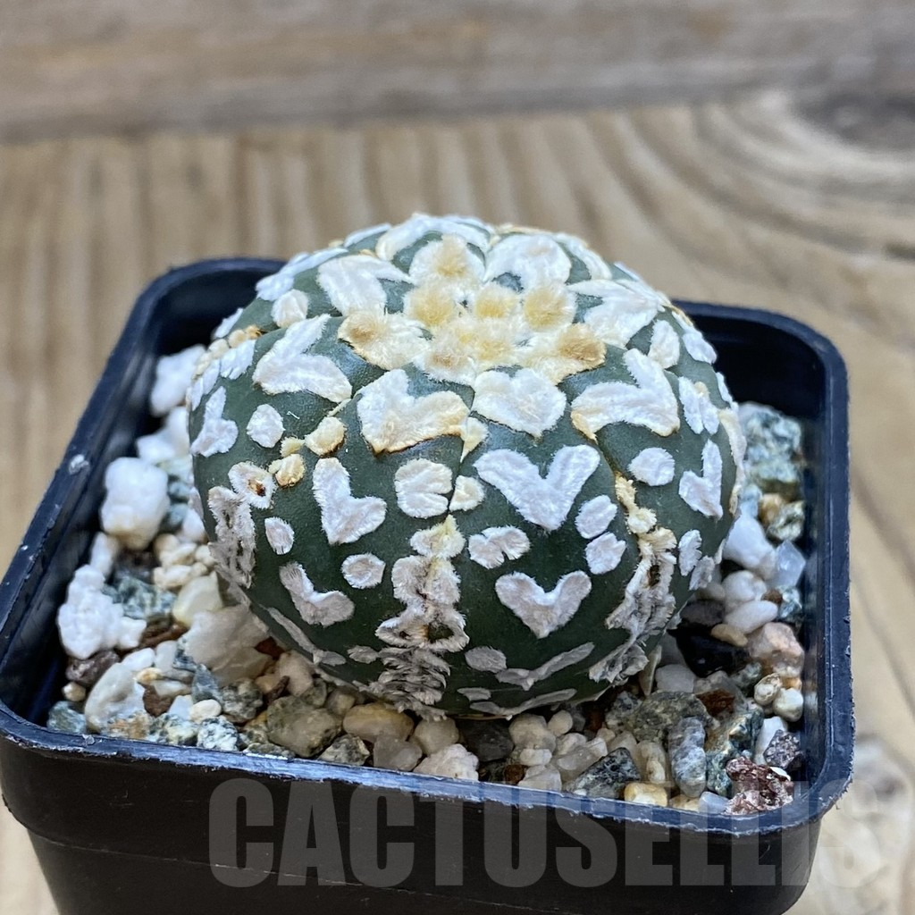 SH13044 Astrophytum asterias 'Super Kabuto' V-type - immagine 2