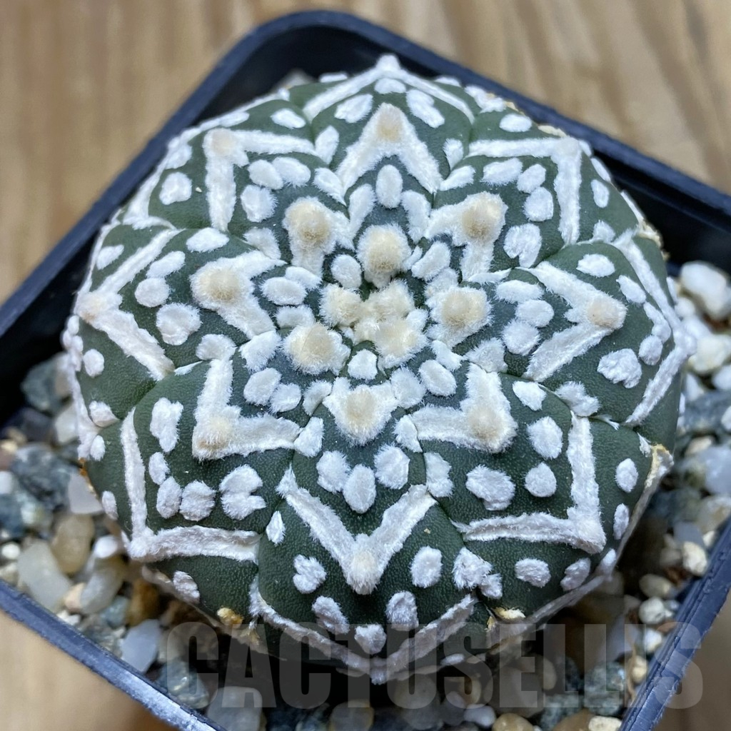 SH13045 Astrophytum asterias 'Super Kabuto' V-type