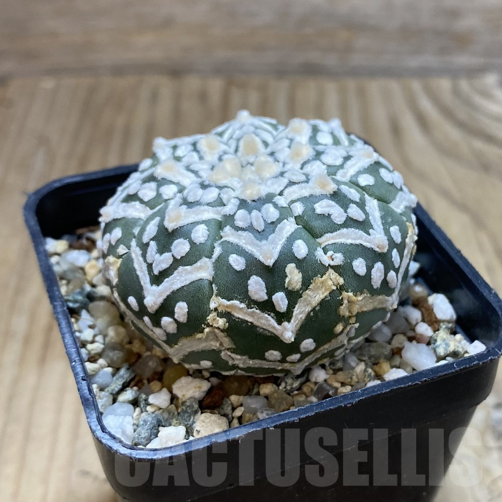 SH13045 Astrophytum asterias 'Super Kabuto' V-type - Image 2