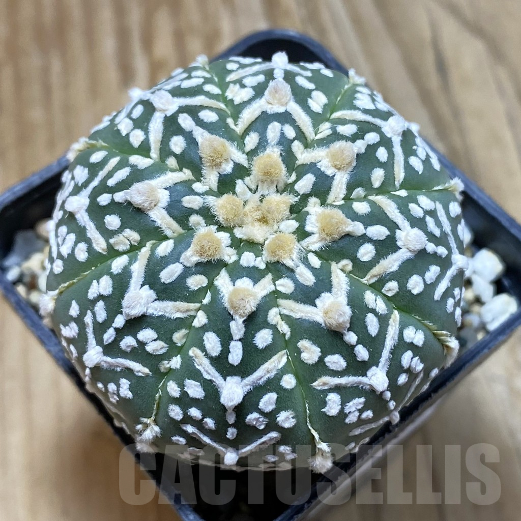 SH13046 Astrophytum asterias 'Super Kabuto' V-type f. nudum