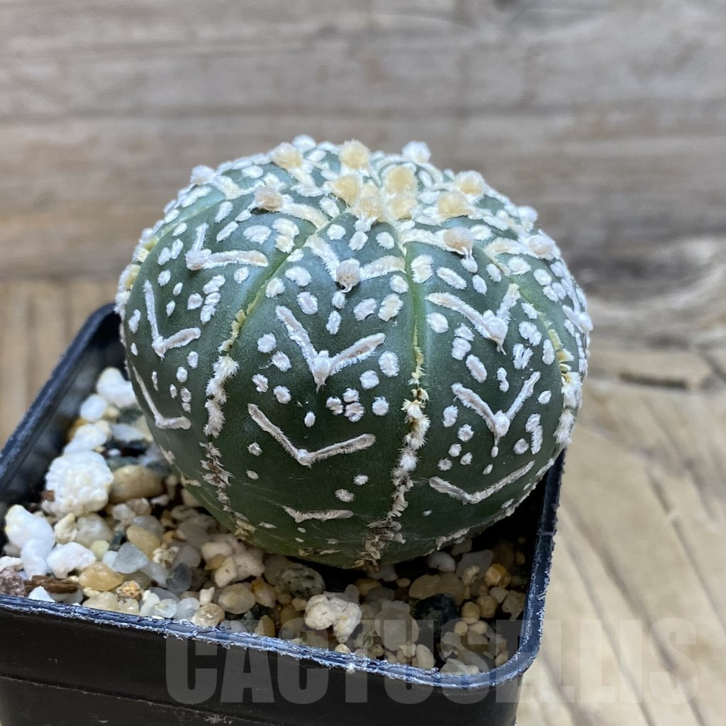 SH13046 Astrophytum asterias 'Super Kabuto' V-type f. nudum - Image 2