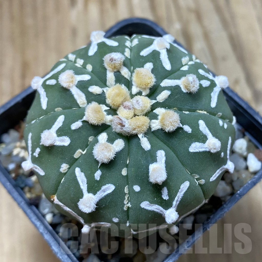 SH13047 Astrophytum asterias 'Super Kabuto' V-type f. nudum