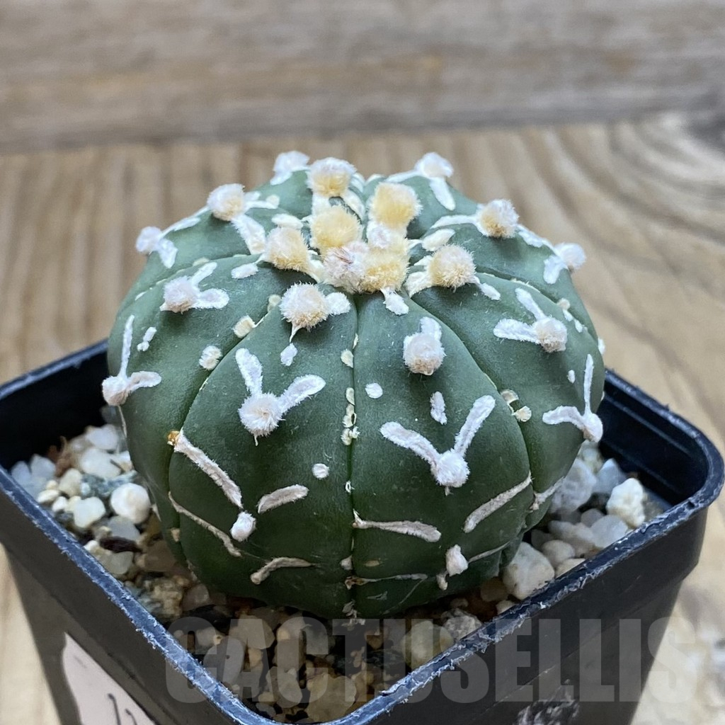 SH13047 Astrophytum asterias 'Super Kabuto' V-type f. nudum - Image 2