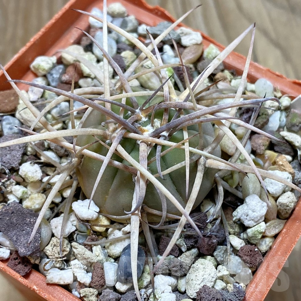SH12988 Gymnocalycium cardenasianum