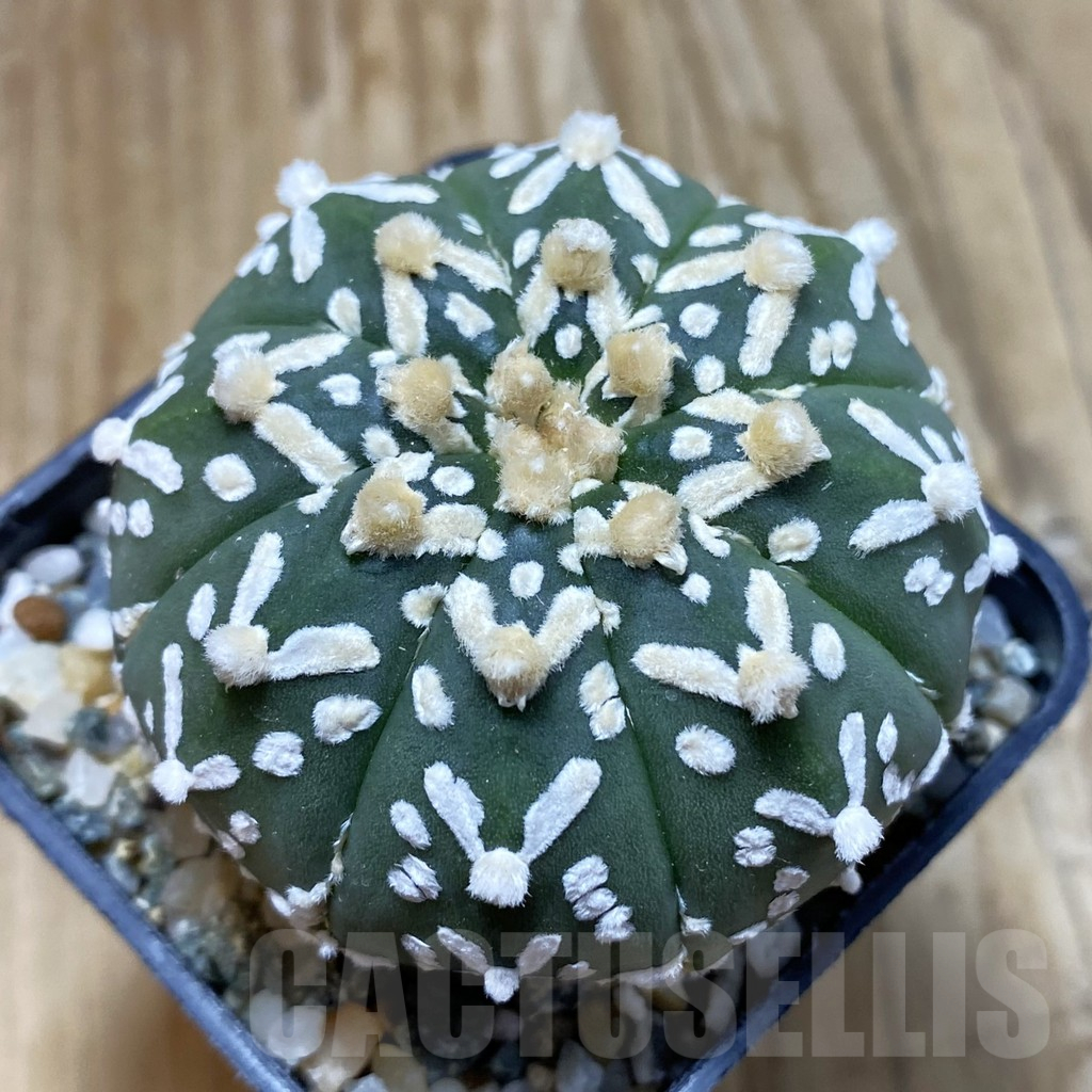 SH13048 Astrophytum asterias 'Super Kabuto' V-type f. nudum