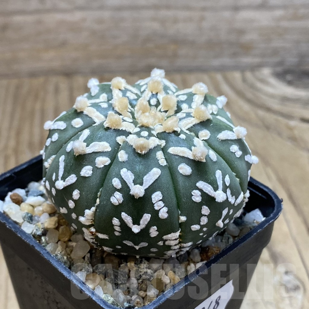 SH13048 Astrophytum asterias 'Super Kabuto' V-type f. nudum - 画像 (2)