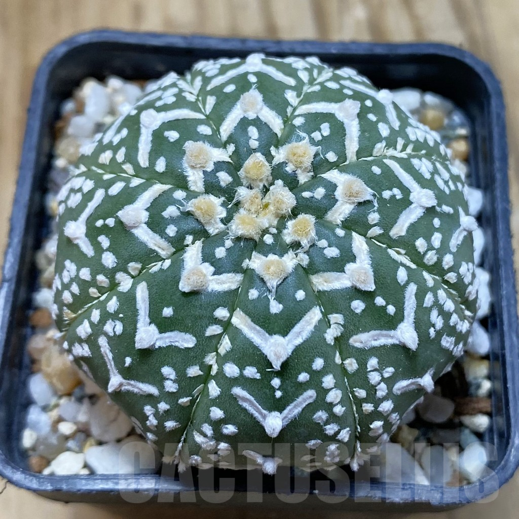 SH13049 Astrophytum asterias 'Super Kabuto' V-type f. nudum