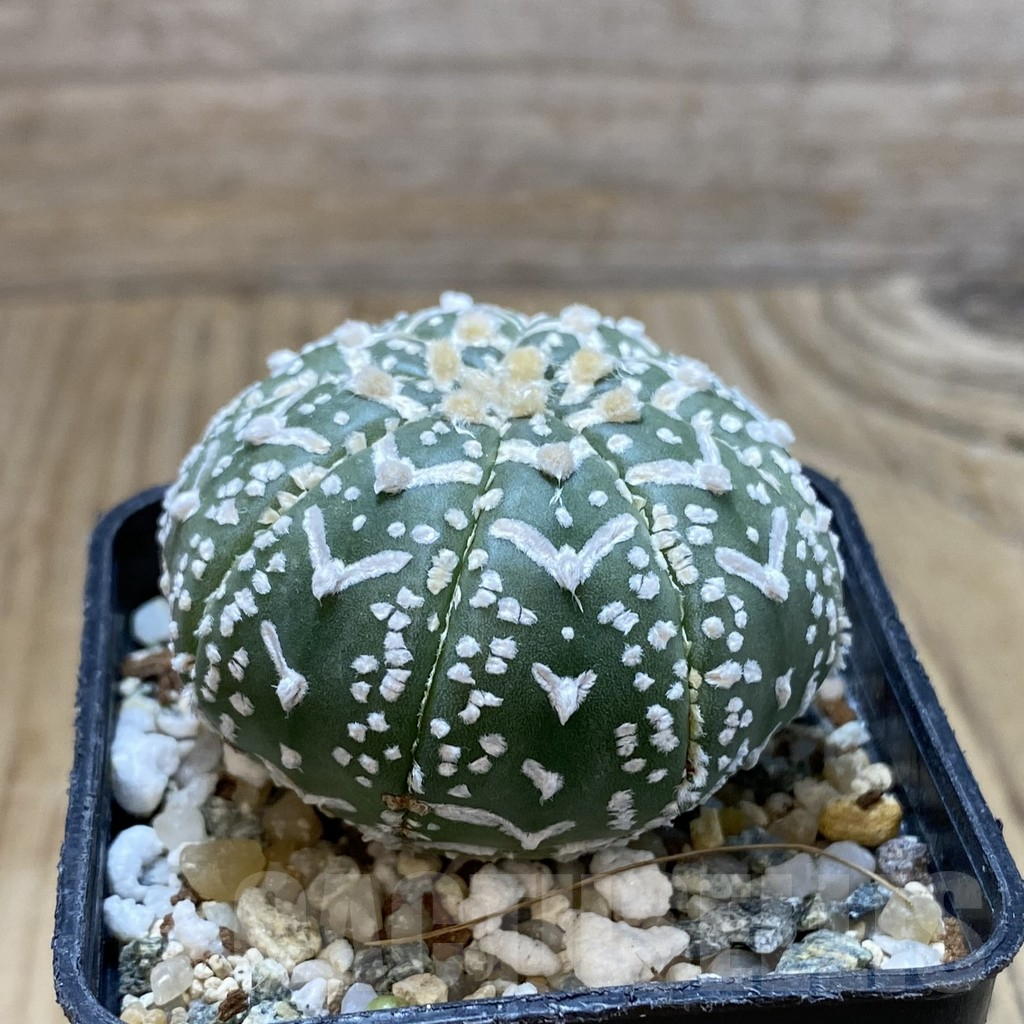 SH13049 Astrophytum asterias 'Super Kabuto' V-type f. nudum - 画像 (2)