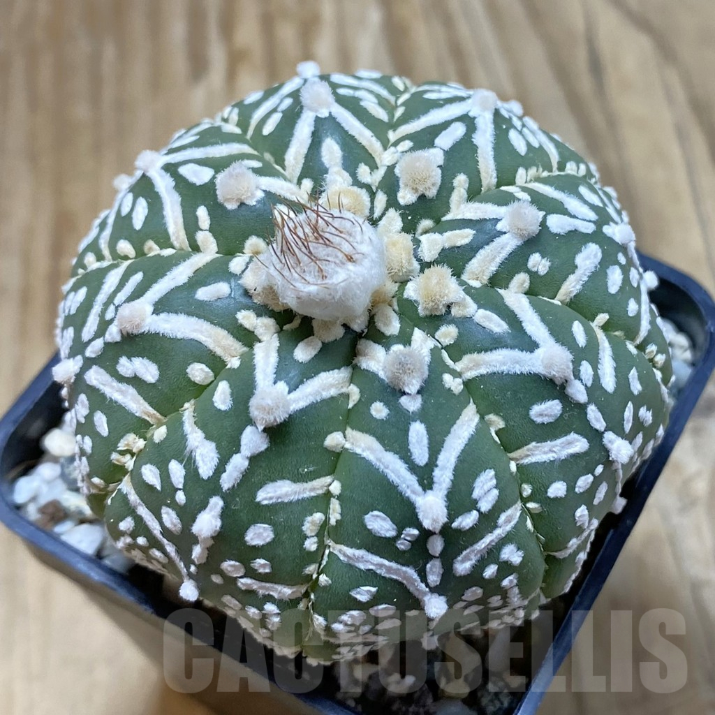 SH13050 Astrophytum asterias 'Super Kabuto' V-type f. nudum