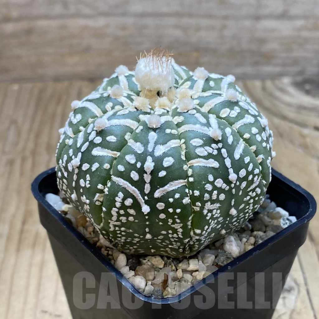 SH13050 Astrophytum asterias 'Super Kabuto' V-type f. nudum - Imagen 2