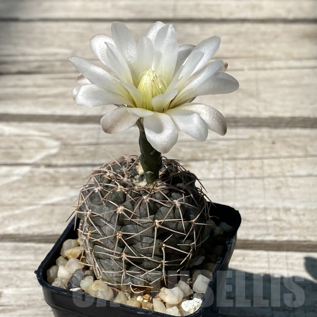 SH13022 Gymnocalycium borthii VG 411/1 – Bild 2