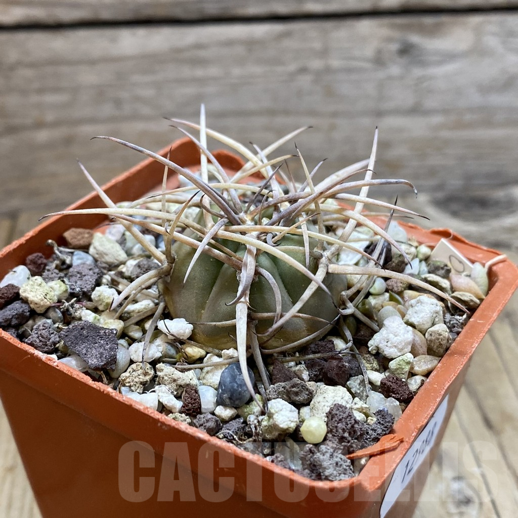 SH12988 Gymnocalycium cardenasianum - immagine 2