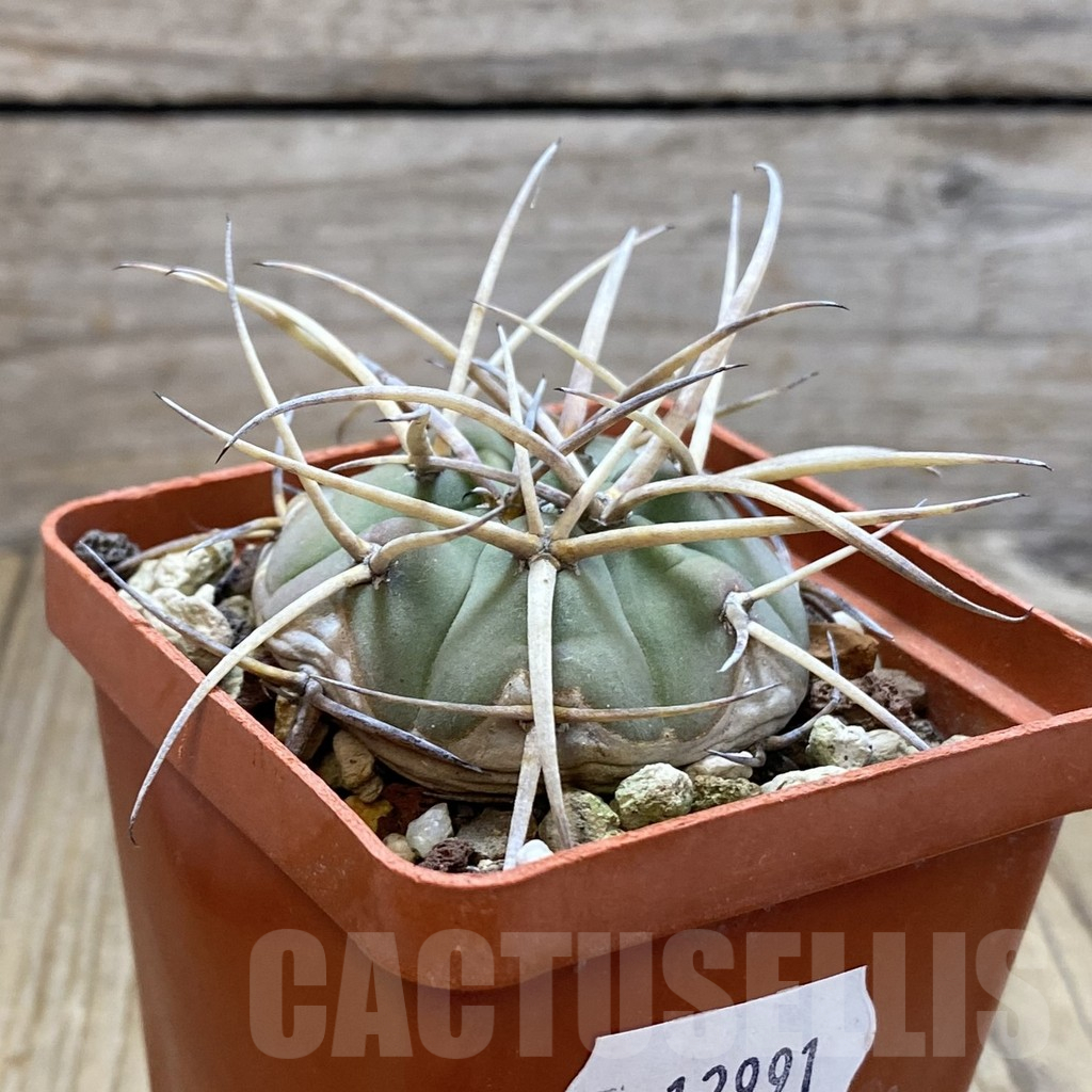 SH12991 Gymnocalycium cardenasianum, old 6 years - Image 2