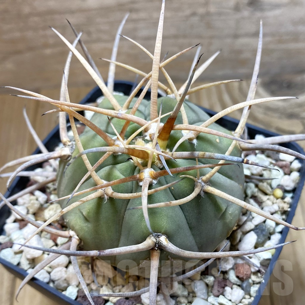 SH12992 Gymnocalycium cardenasianum v. pseudoarmatum VOS 999, old 12 years