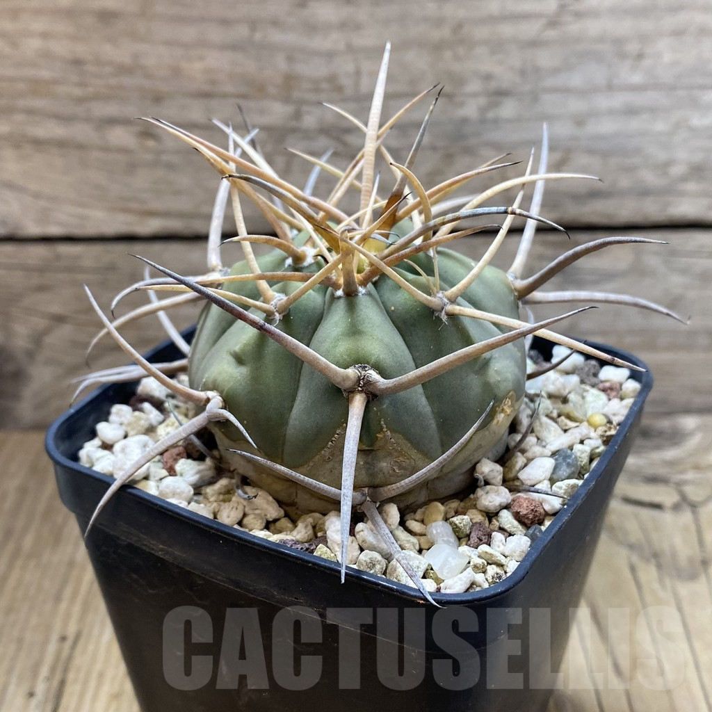 SH12992 Gymnocalycium cardenasianum v. pseudoarmatum VOS 999, old 12 years - immagine 2