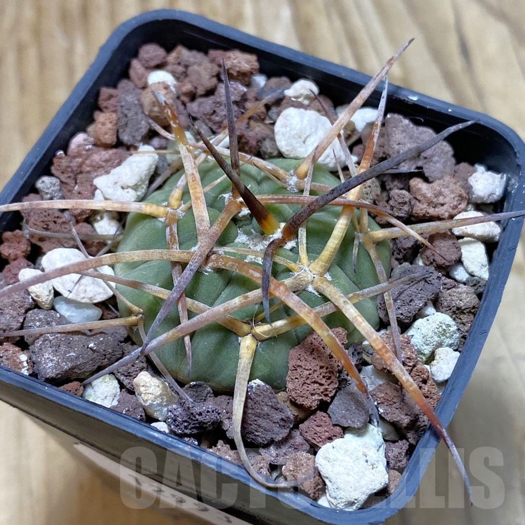 SH12993 Gymnocalycium cardenasianum VOS 1990