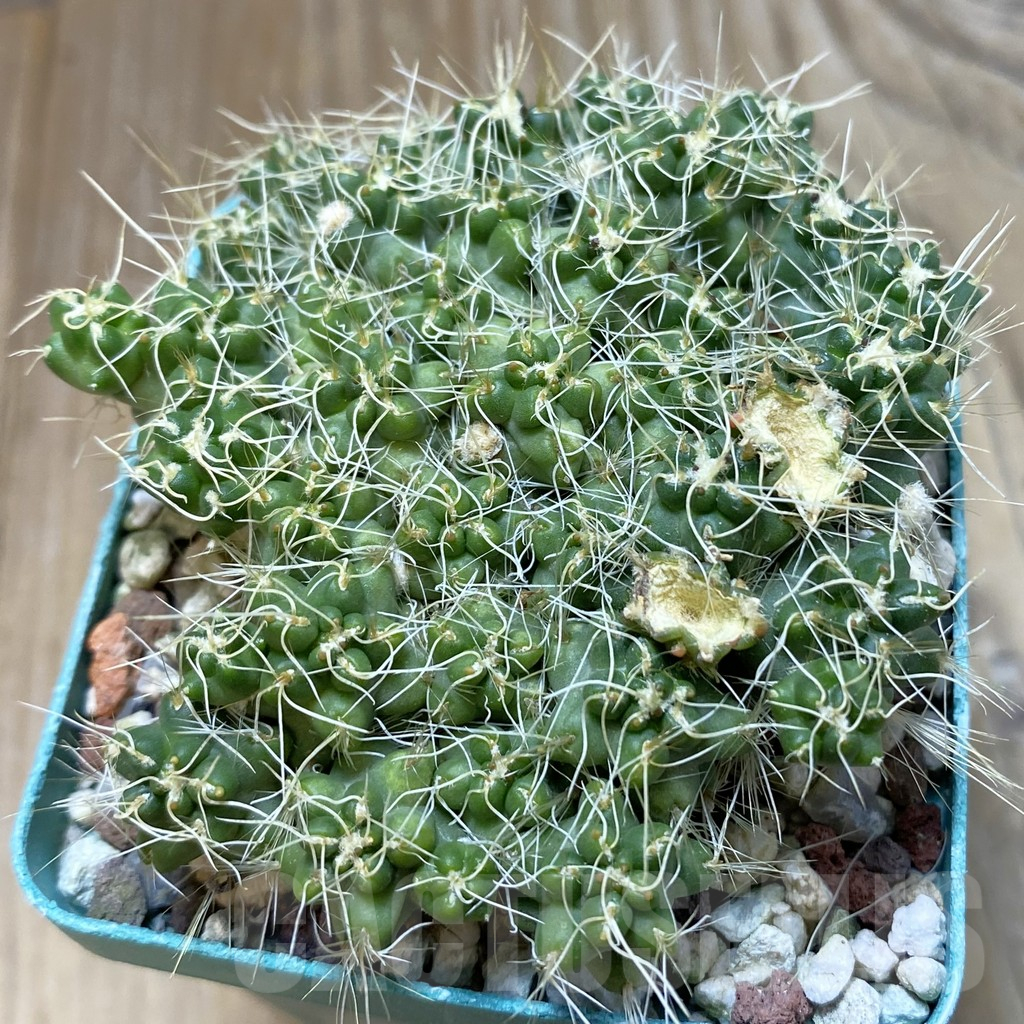 SH12995 Puna subterranea f. incahuasi