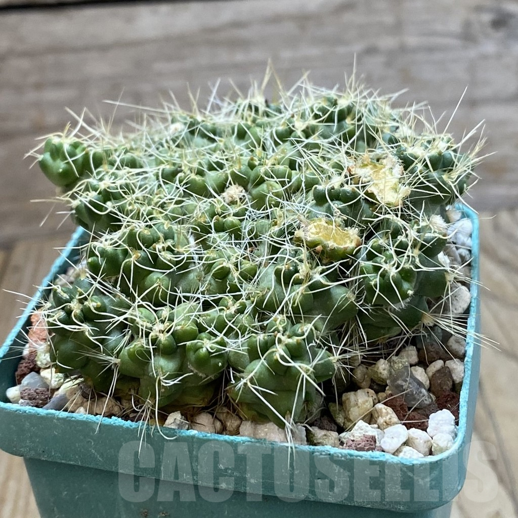 SH12995 Puna subterranea f. incahuasi - Image 2