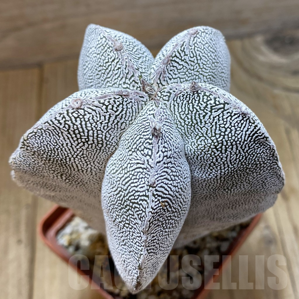 SH12996 Astrophytum myriostigma 'Onzuka' , old 10 years