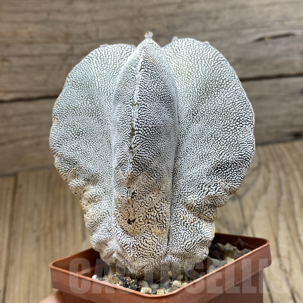 SH12996 Astrophytum myriostigma 'Onzuka' , old 10 years - Obrázek 2