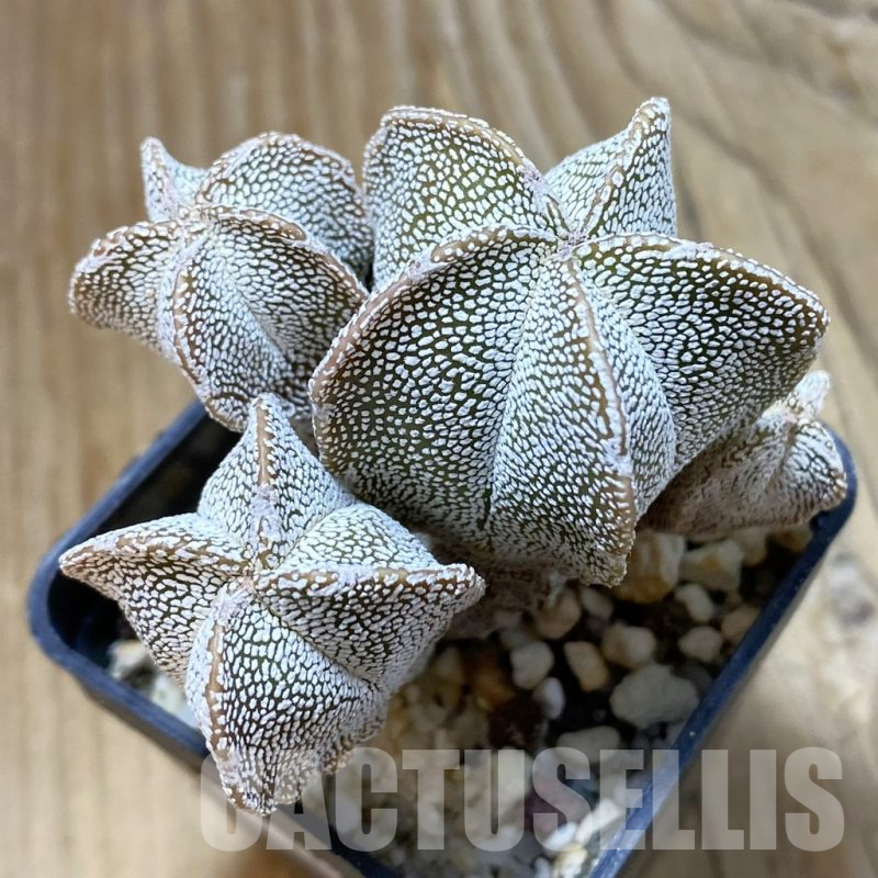 SH12998 Astrophytum myriostigma 'Onzuka' f. monstrosa