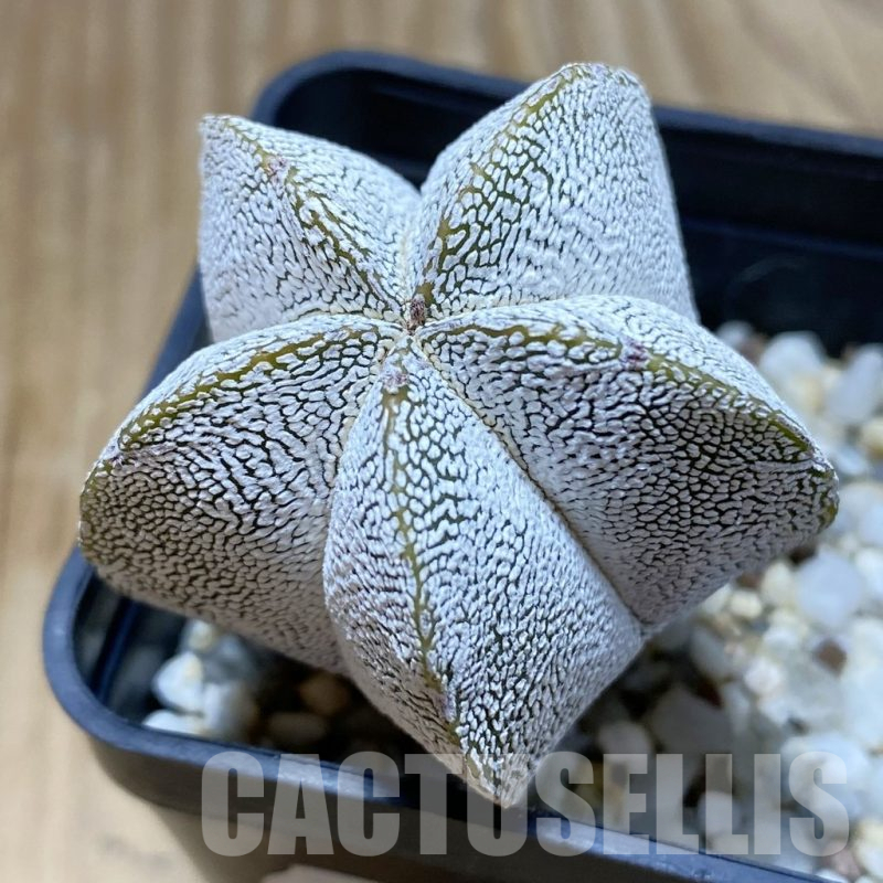 SH12999 Astrophytum myriostigma 'Onzuka'