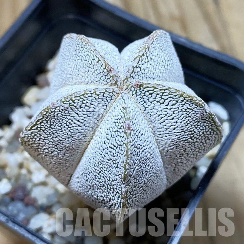 SH13000 Astrophytum myriostigma 'Onzuka'