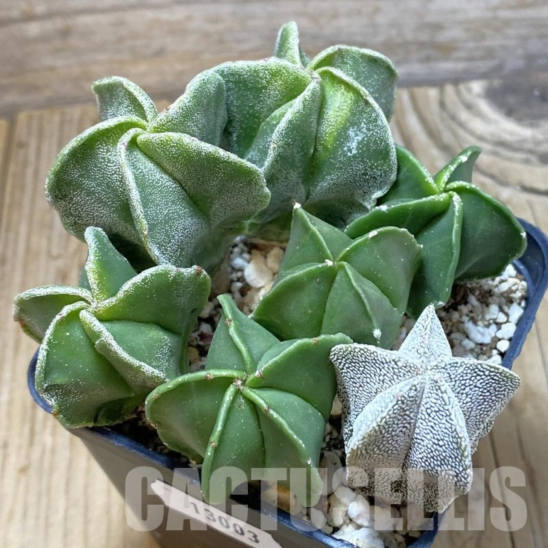 SH13003 Astrophytum myriostigma mix, seedling