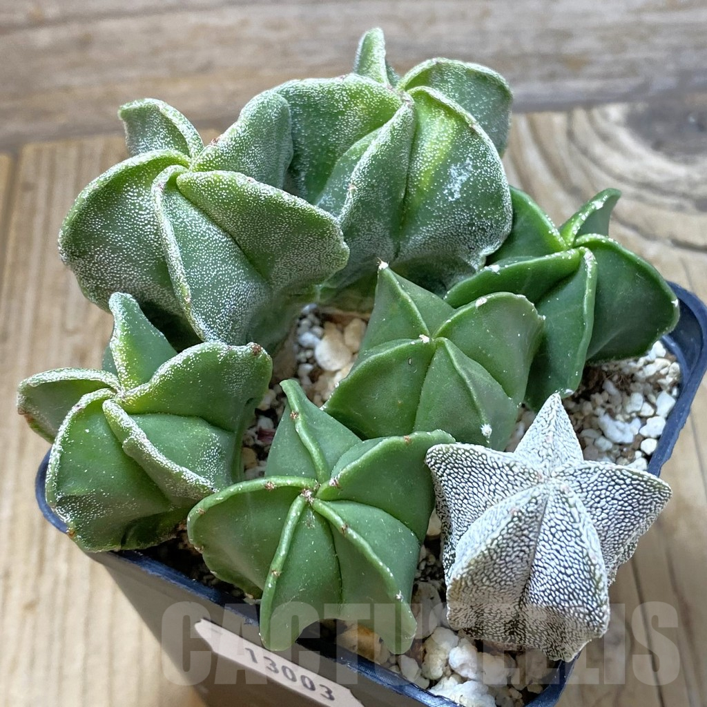SH13003 Astrophytum myriostigma mix, seedling