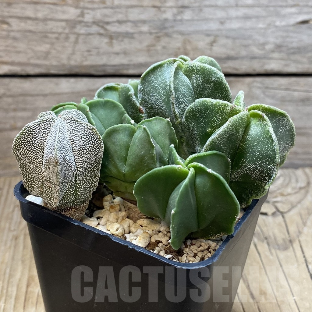 SH13003 Astrophytum myriostigma mix, seedling - Image 2