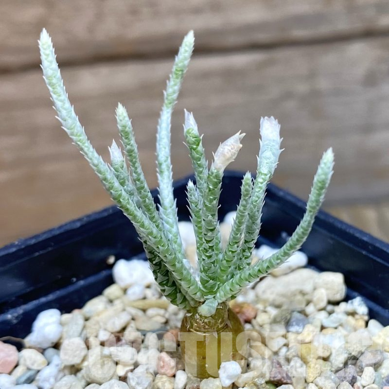 SH13010 Avonia alstonii, pink flower