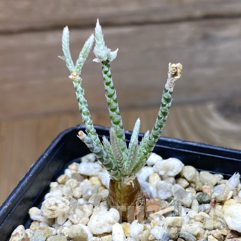 SH13012 Avonia alstonii, white flower