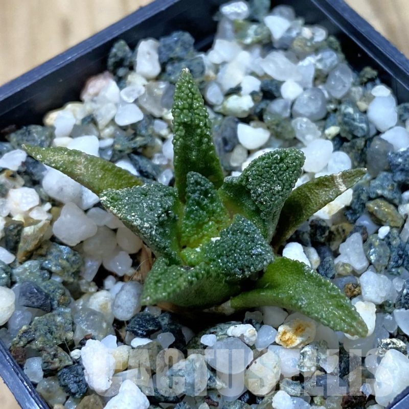 SH13227 Ariocarpus bravoanus