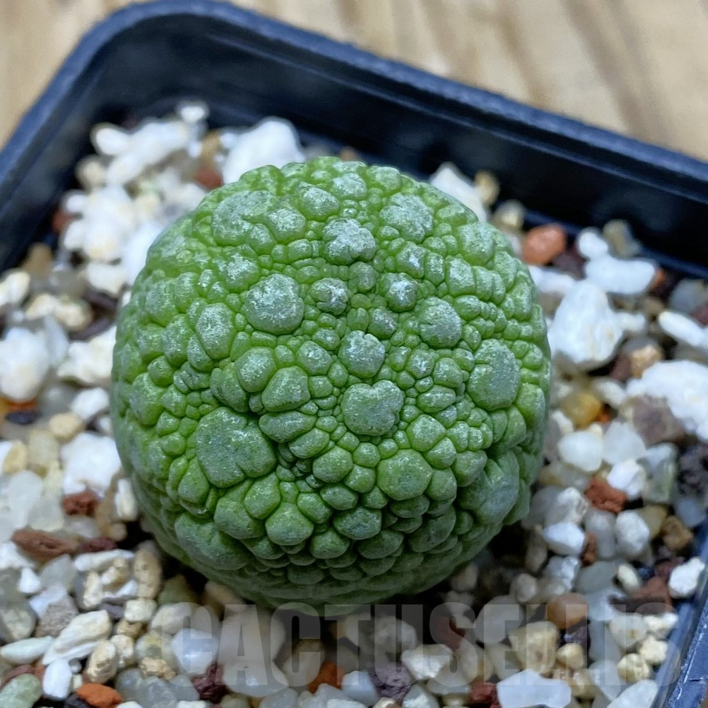 SH13232 Pseudolithos migiurtinus