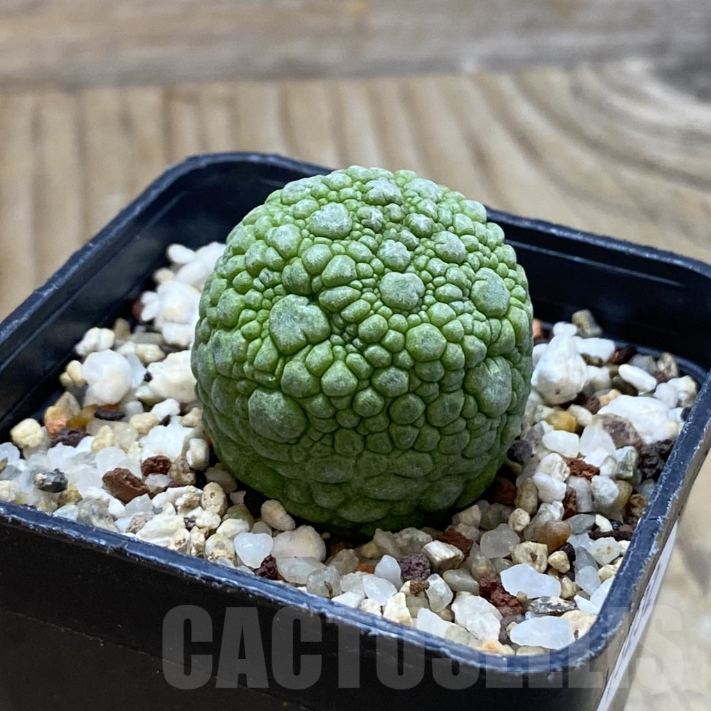 SH13232 Pseudolithos migiurtinus - Image 2