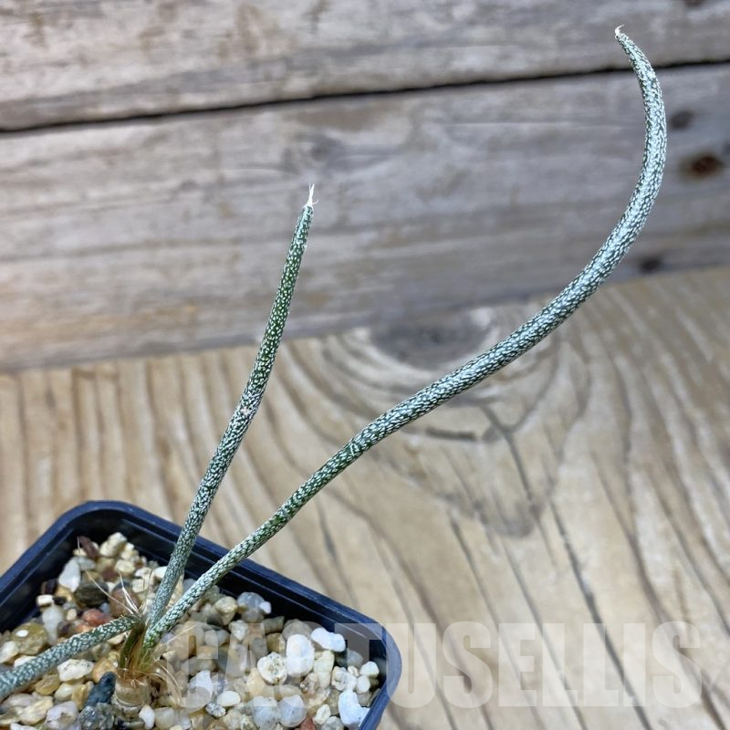 SH13234 Astrophytum caput-medusae, seedling