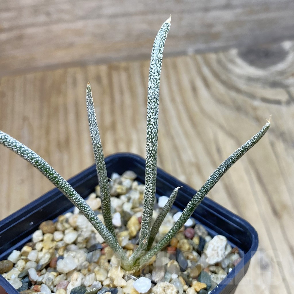 SH13235 Astrophytum caput-medusae, seedling