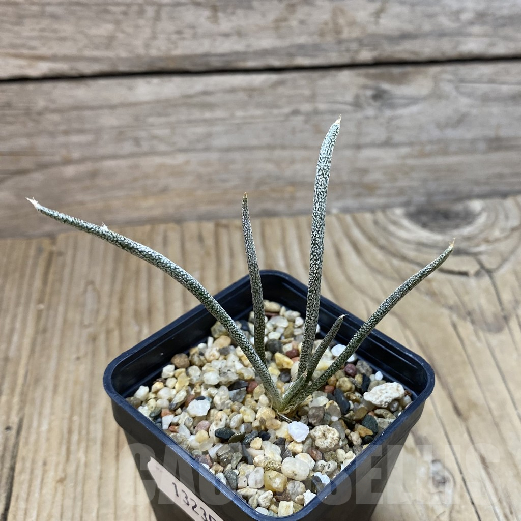 SH13235 Astrophytum caput-medusae, seedling - Image 2