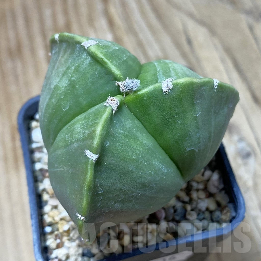 SH13236 Astrophytum myriostigma v. tricostatum nudum